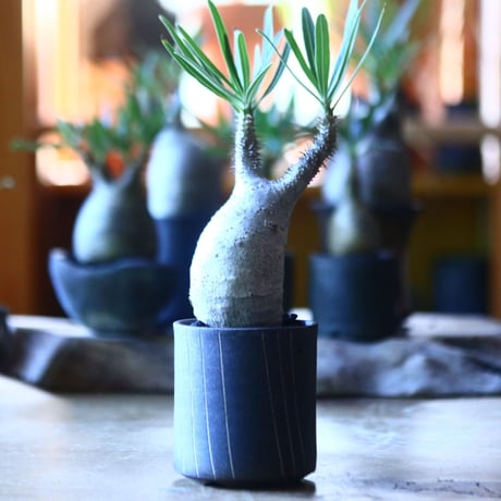 パキポディウム グラキリス   Pachypodium rosulatum var. gracilius no.705-5