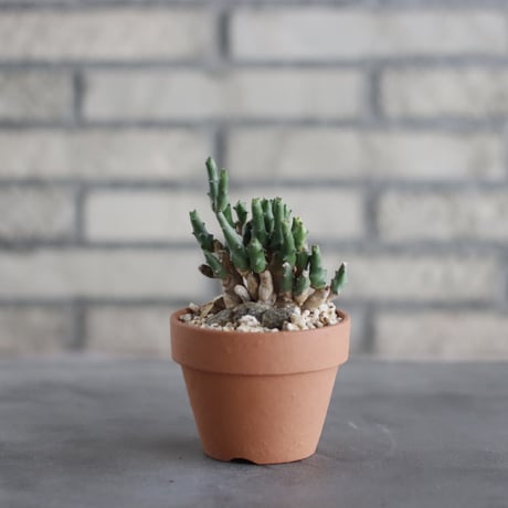 Euphorbia ornithopus (鳥足麒麟) / South Africa / T.W. × YAMABACHI (3号) no.329/15