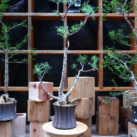 コミフォラ  クラウセリアナ／Commiphora  kraeuseliana   no.62654