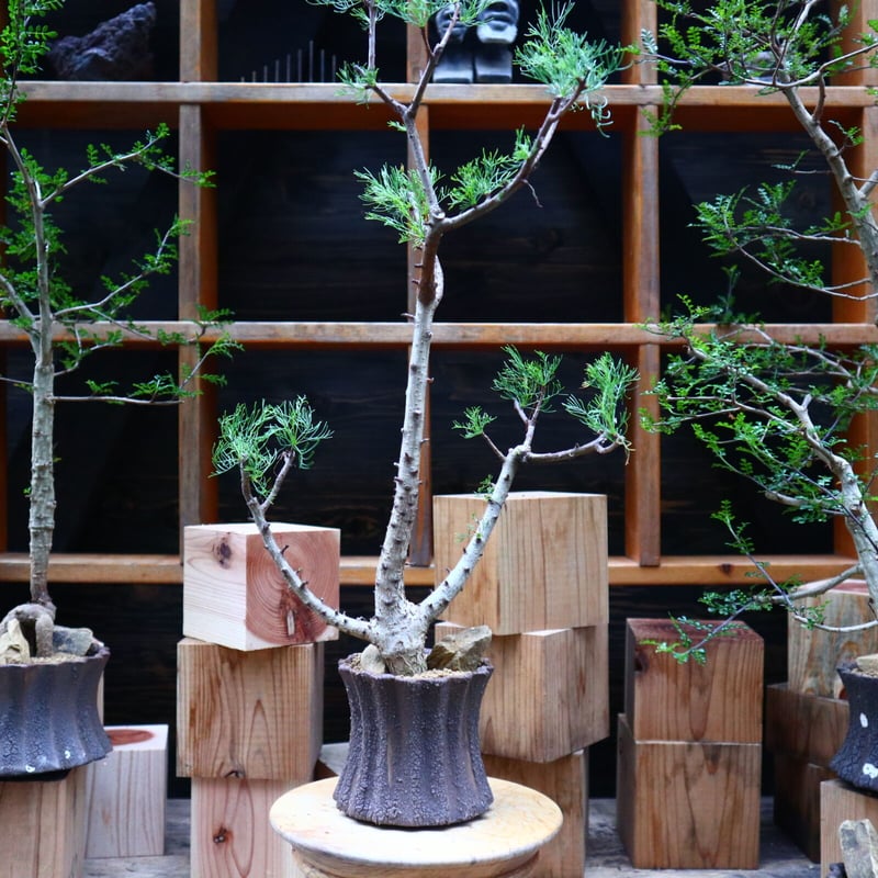 コミフォラ クラウセリアナ／Commiphora kraeuseliana no.62