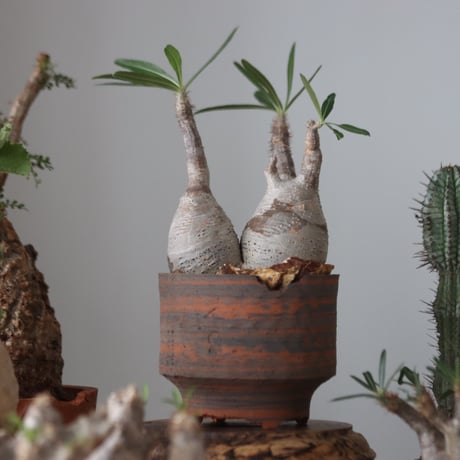 Pachypodium gracilius × N/OH    no.51229