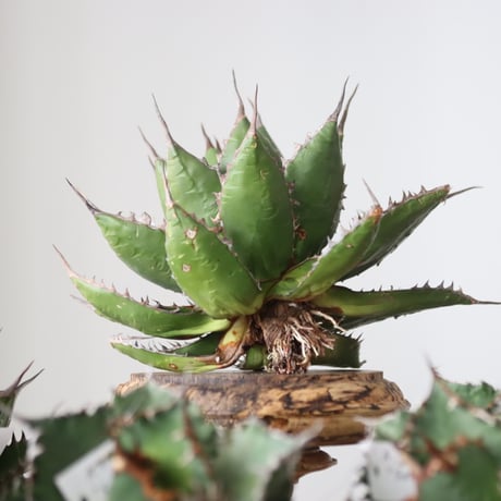 Agave horrida / Style of Chika　no.42171