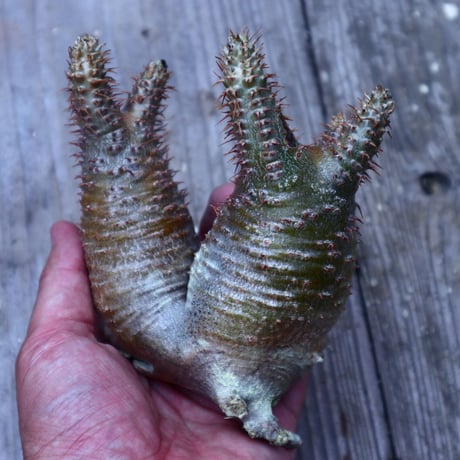 パキポディウム  グラキリス  抜苗／Pachypodium  gracilius       no.G68
