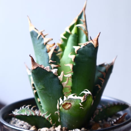 アガベ　チタノタ レッドキャットウィーズル 　Agave titanota"Red Catweezle”　no.72103
