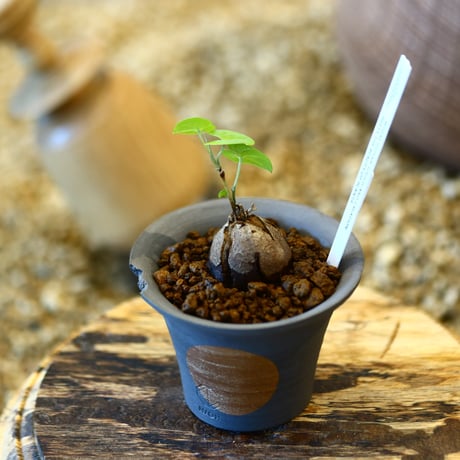 N/OH × Dioscorea elephantipe    no.41467