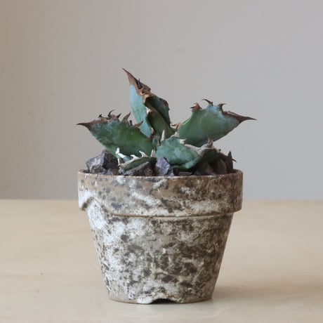 Agave titanota black&bule × YAMABACHI var. takero pot (3号鉢)   no.426-26