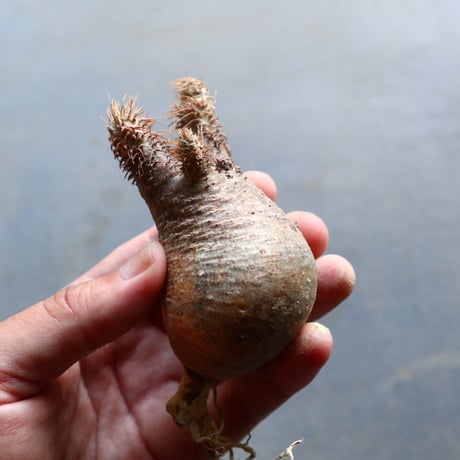 パキポディウム グラキリス 抜苗  Pachypodium rosulatum var. gracilius no.92910