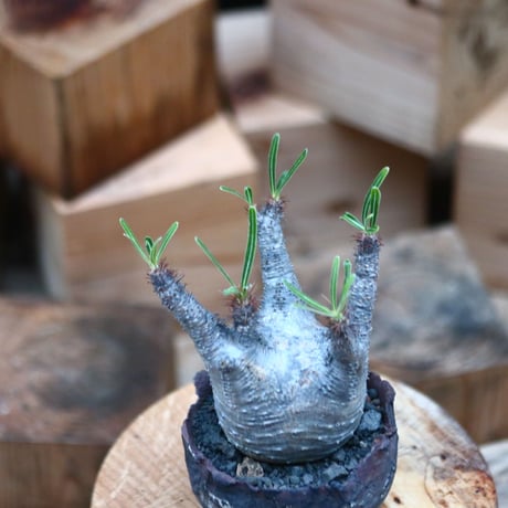 パキポディウム  グラキリス ／Pachypodium  gracilius     no.102464