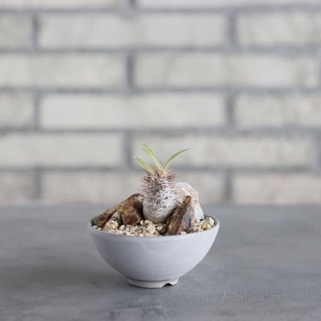 Pachypodium gracilius × Kazuhiro Arima (2.5号) no.621/63