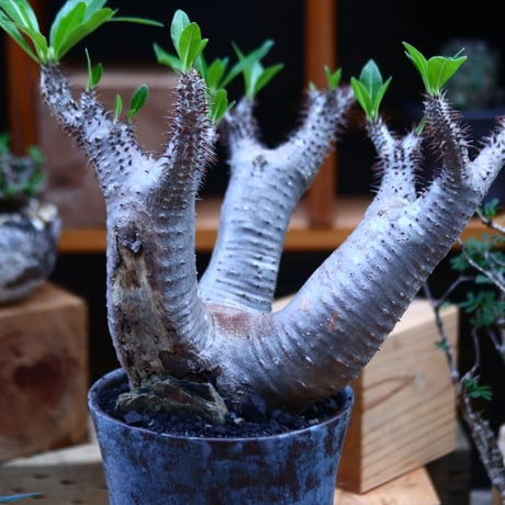 パキポディウム  マカイエンセ／Pachypodium Makayense       no.82206