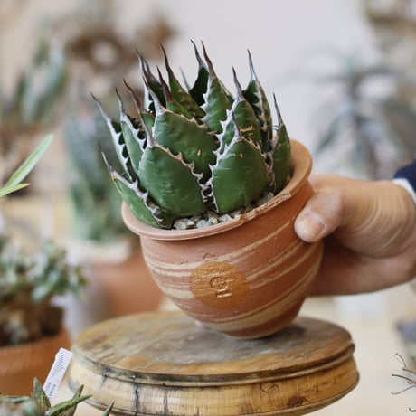 Agave horrida × N/OH (3.5号)  no.104/14