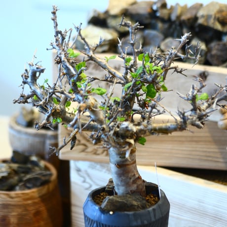 Commiphora wightii × N/OH   no.107142