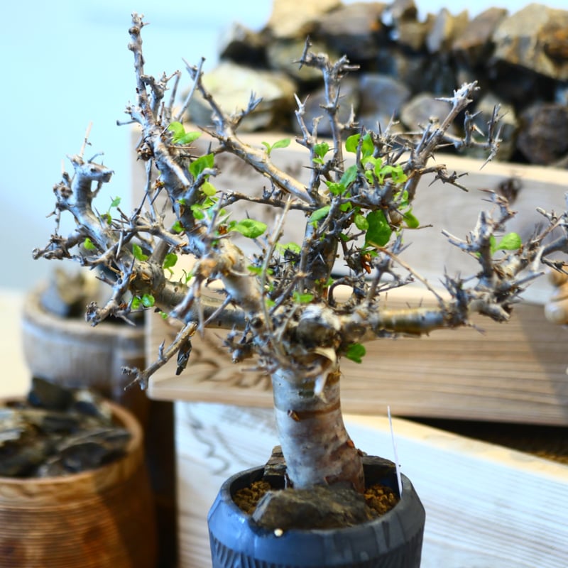 \"Commiphora wightii\" コミフォラ ワイティ 実生　良型 Commiphora wightii コミフォラ ワイティ 実生 良型