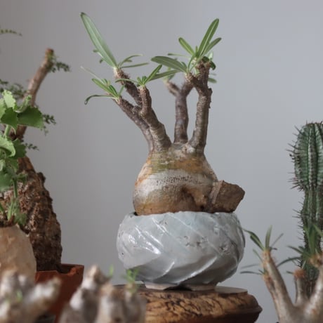 Pachypodium gracilius × yuko Takahashi   no.51231