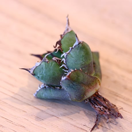 'ハルコイ´セット (N/OH × Agave titanota "FO-076)  no.30367