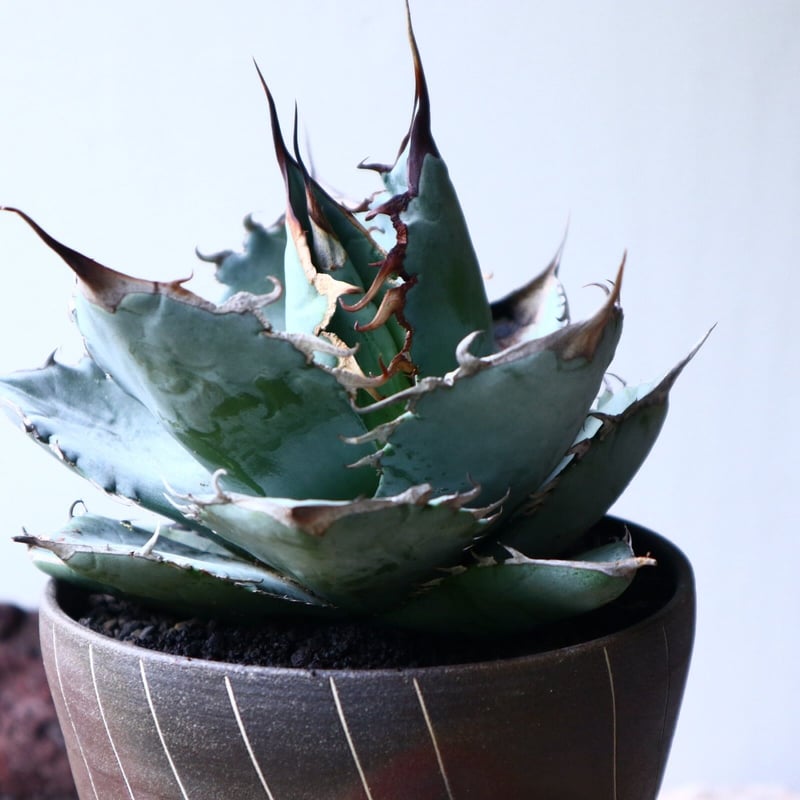 アガベ チタノタ 〝アイス ブルー〟 Agave titanota ice blue 