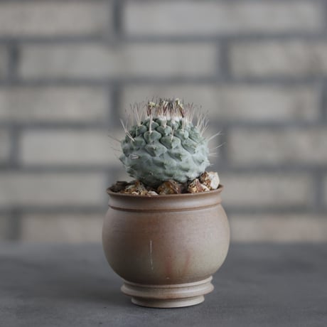 Strombocactus disciformis / 菊水 × takero pot (3号)  no.419/99