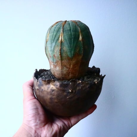 ユーフォルビア  オベサ  Euphorbia obesa  No.024