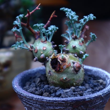 ペラルゴニウム  クリズミフォリウム／Pelargonium crithmifolium    no.53011