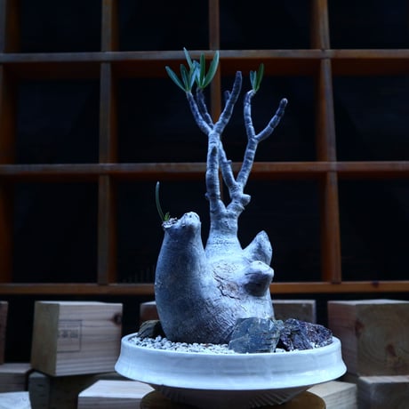 パキポディウム  グラキリス／Pachypodium  gracilius       no.62052