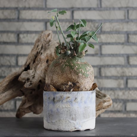 Adenia spinosa × Shin Tabata (5号)  no.629-40