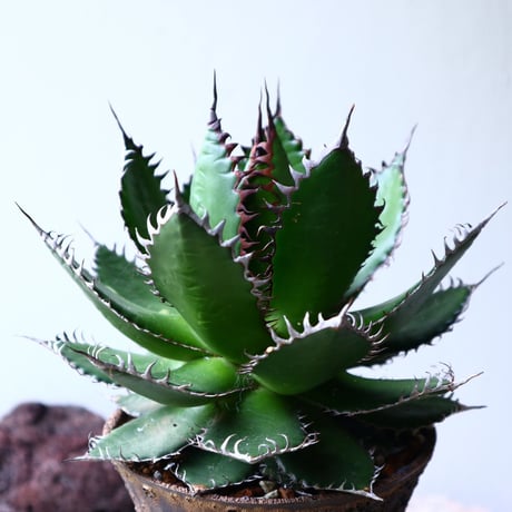 アガベ ホリダ   Agave horrida   no.71403