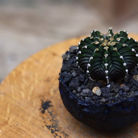 ギムノカリキウム   フィードリッフィーLB2178／Gymnocalycium friedrichii    no.91942