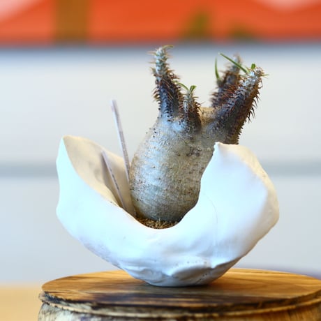 Pachypodium  gracilius × Kazuhiro Arima    no.100818