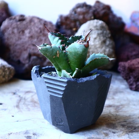 アガベ チタノタ   Agave titanota   no.32206