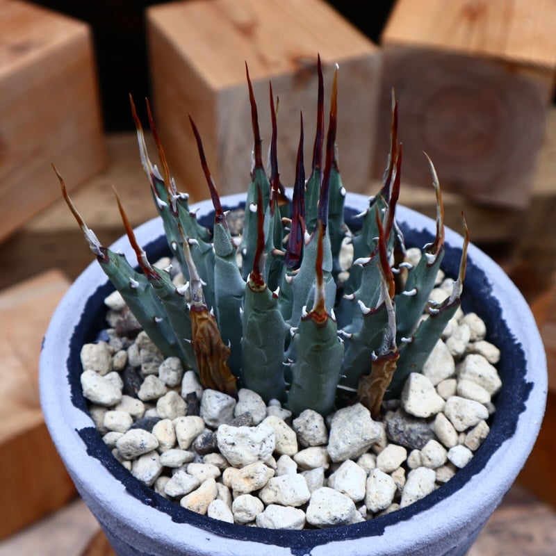 アガベ ユタエンシス エボリスピナ／Agave uthaensis var. eboris