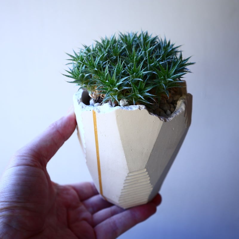 デウテロコニア クロランサ Deuterocohnia chlorantha no.