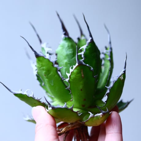 アガベ ホリダ    Agave horrida     no.1025-9