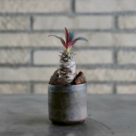 ヘディオトイデス | STORES