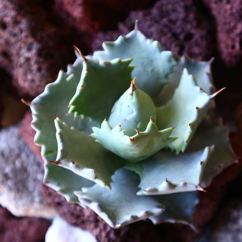 アガベ イシスメンシス Agave Isthmensis no.30834 | 芽の巣山 アガベ イシスメンシス Agave Isthmensis no.30834 | 芽の巣山