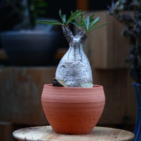 パキポディウム  グラキリス／Pachypodium  gracilius       no.120539