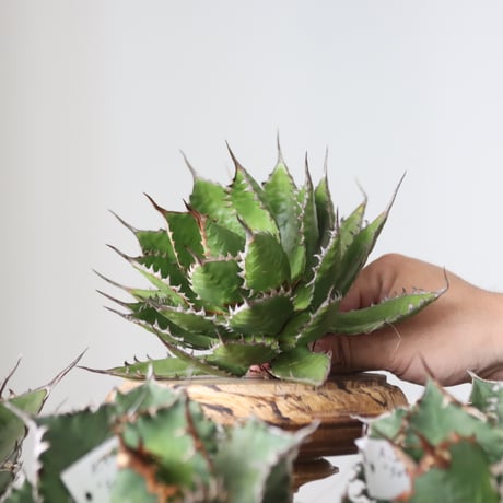 Agave horrida / Style of Chika　no.42199