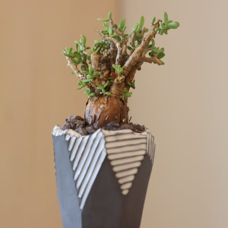 Ceraria pygmaea × N/OH  no.1031-3
