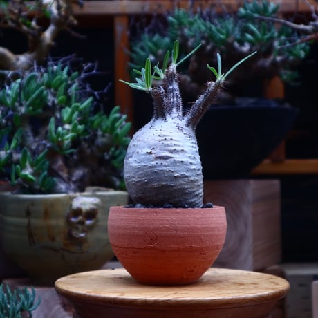 パキポディウム  グラキリス／Pachypodium  gracilius       no.53005