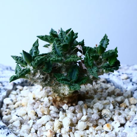 ユーフォルビア   トゥレアレンシス  Euphorbia tulearensis   No.025