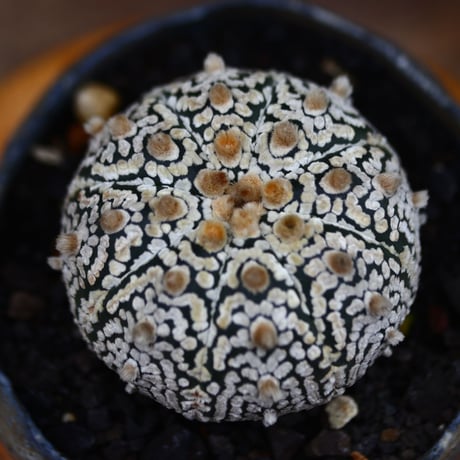 アストロフィツム   スーパー兜／Astrophytum asterias 'Super Kabuto'   no.91241