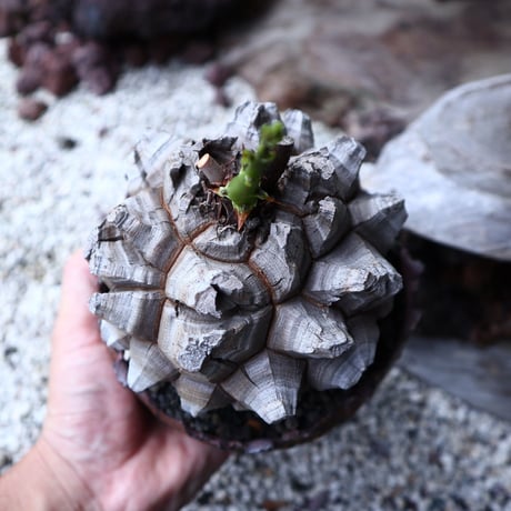 ディオスコレア   亀甲竜    Dioscorea elephantipe     no.90128