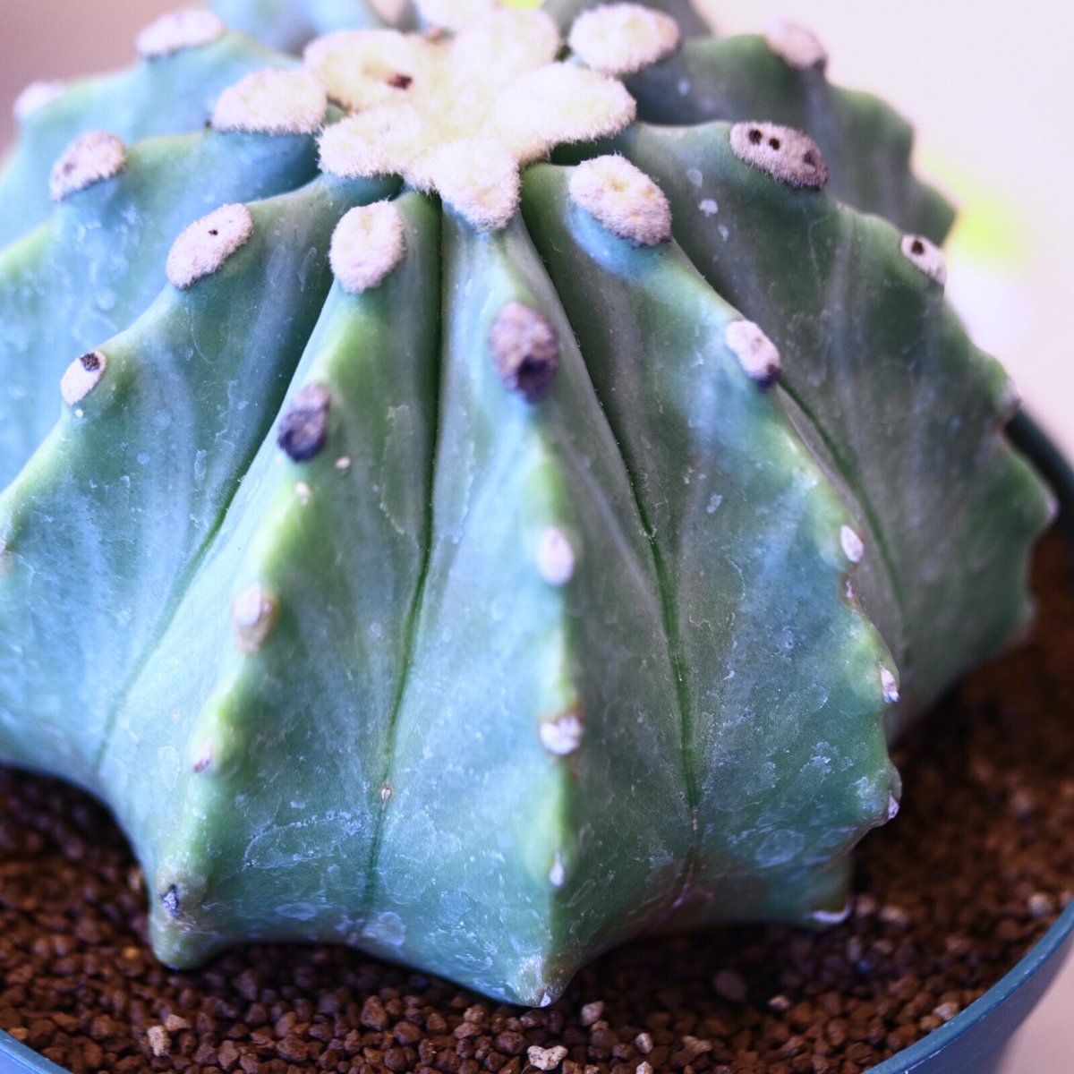 フェロカクタス 刺無王冠竜 / Ferocactus glaucescens f. nuda