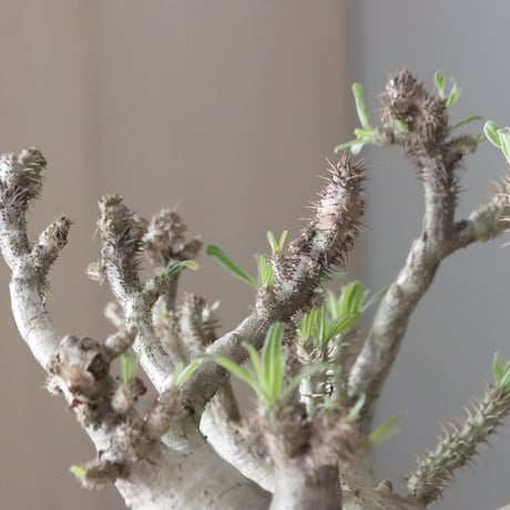 Pachypodium gracilius × Kazuhiro Arima / humanity pot (7.5号鉢)   no.420-46