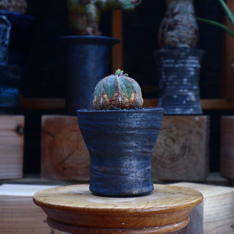 ユーフォルビアオベサN/OH 陶器鉢