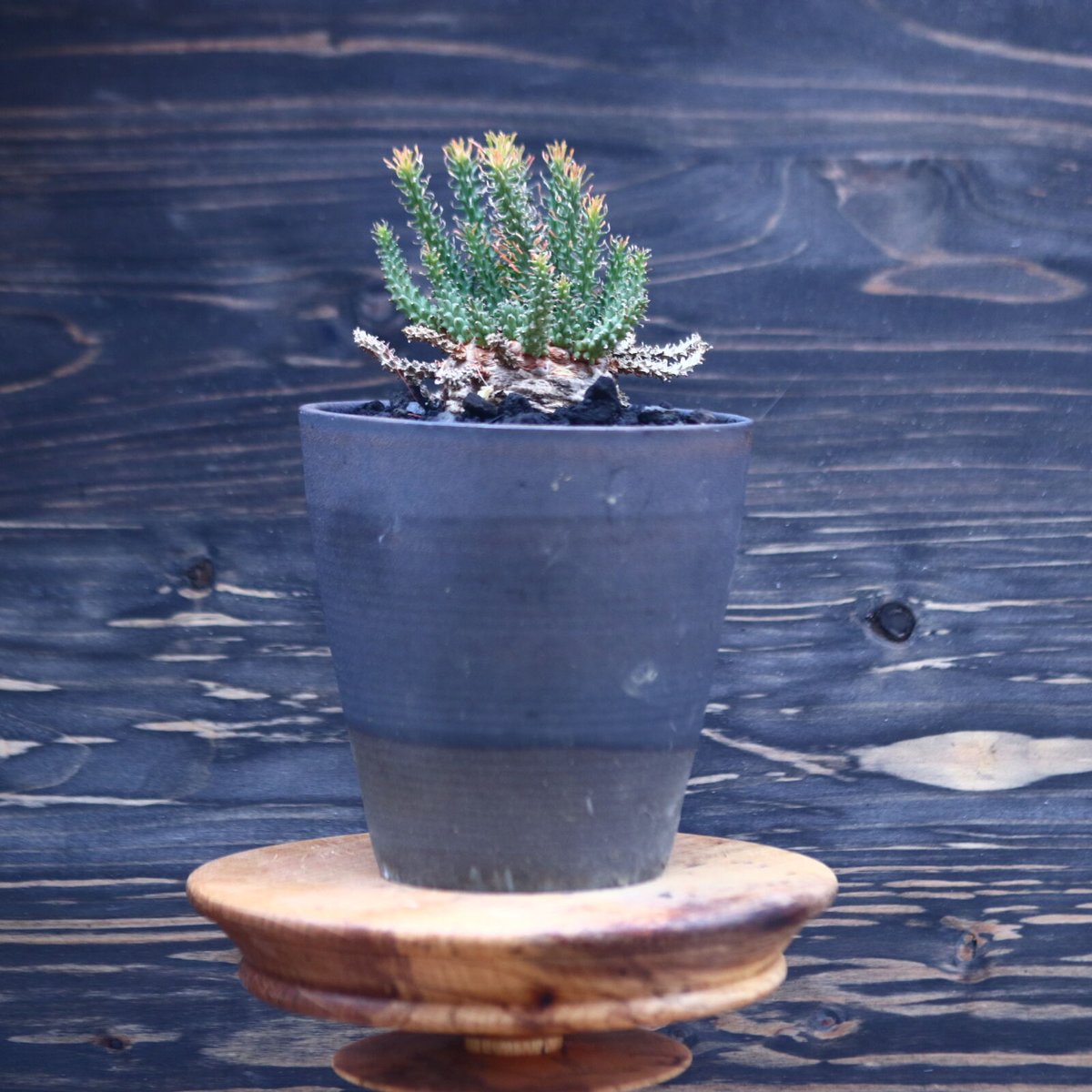 ユーフォルビア アトロビリディス Euphorbia atroviridis no.