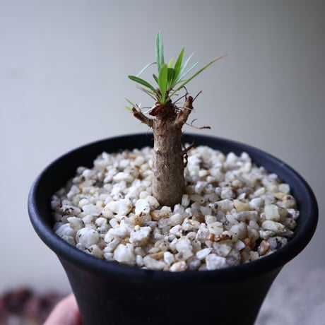 フォークイエリア   プルプシー    Fouquieria purpusii  no.92306