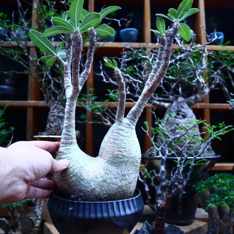 パキポディウム  グラキリス／Pachypodium  gracilius       no.81511
