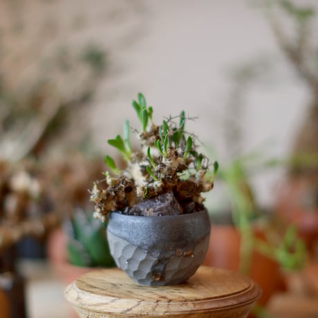 ※　鉢曇摩華購入ヨ−ロッパミヤマ♂野外標本 ヨーロッパミヤマクワガタ ♂ 約75mm標本 イタリア産 - メルカリ