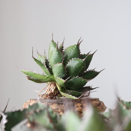 Agave horrida / Style of Chika　no.42159