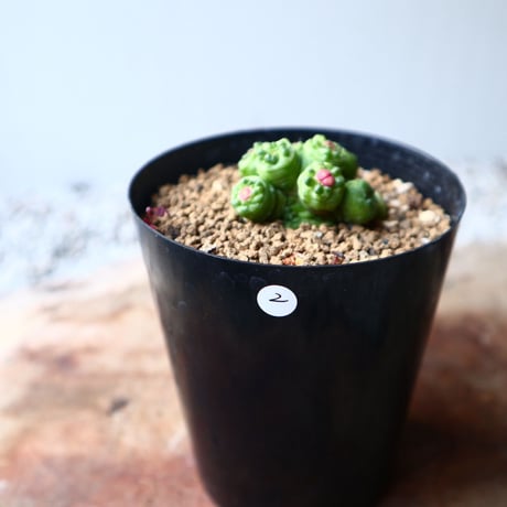 マミラリア ボカサナフレッド  Mammillaria bocasana cv. Fred  no.1116-2